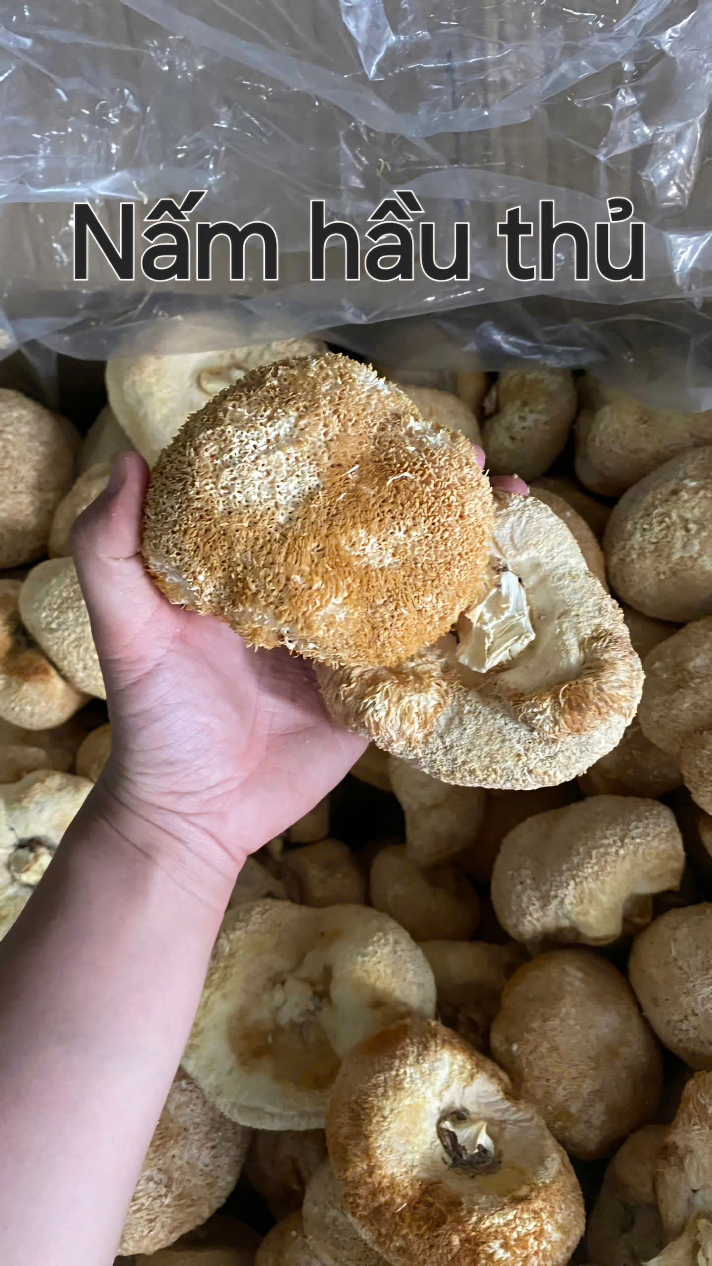 Nấm đầu khỉ/Nấm Hầu Thủ